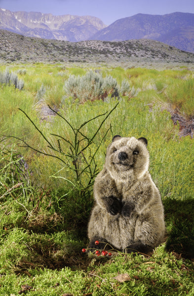 Quokka by Kosen - 17cm