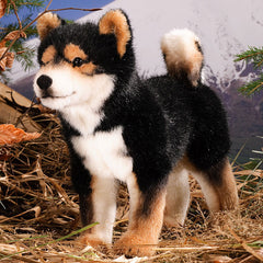 kosen_12_shiba-