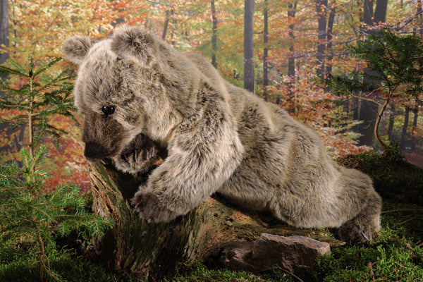 Grizzly Bear by Kosen - 51cm