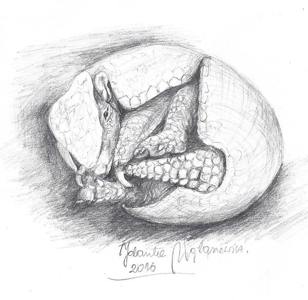 Armadillo by Kosen - 14cm