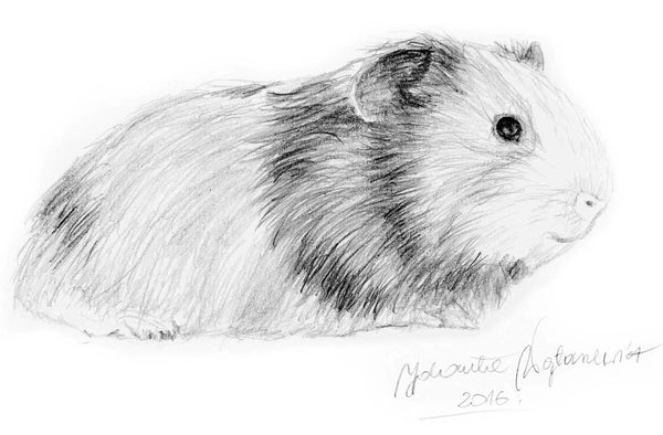 Guinea Pig by Kosen - 18cm