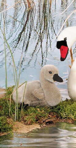 Swan Cygnet by Kosen - 19cm