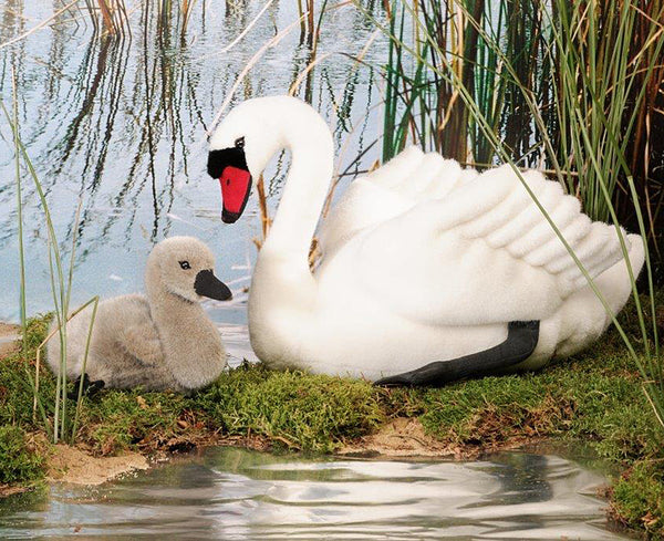 Swan Cygnet by Kosen - 19cm