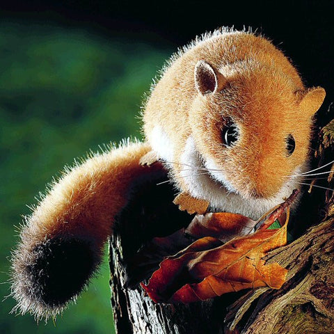 Common Dormouse by Kosen - 24cm