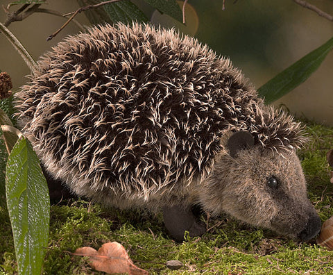 Hedgehog by Kosen - 26cm