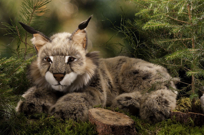 Lynx by Kosen 59cm The Bear Garden