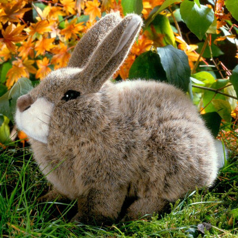 Rabbit by Kosen - 25cm