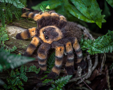 Red-Kneed Tarantula by Kosen - 22cm