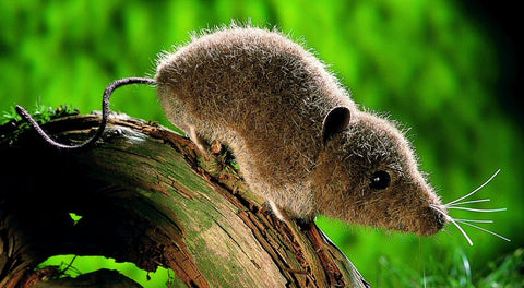 Shrew by Kosen - 13cm