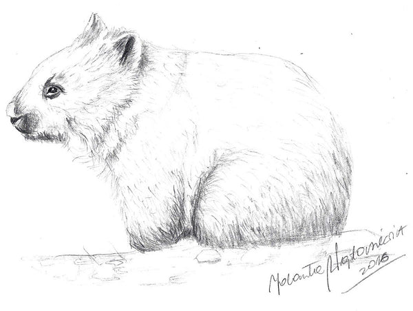 Wombat Baby by Kosen - 24cm